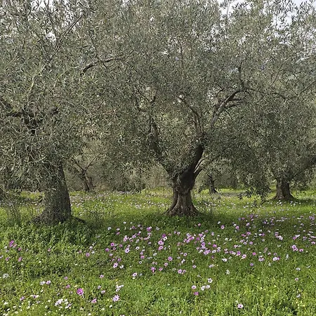 Дом отдыха Sea View Goldins House