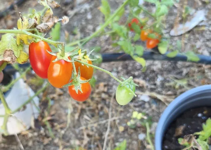 Дом отдыха Sea View Goldins House *