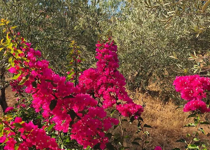 Sea View Goldins House *