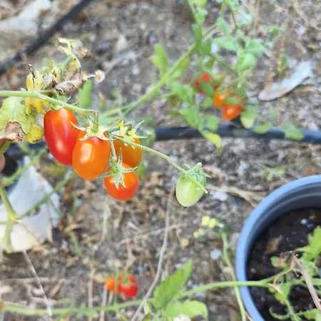 بيت للعطل Sea View Goldins House *