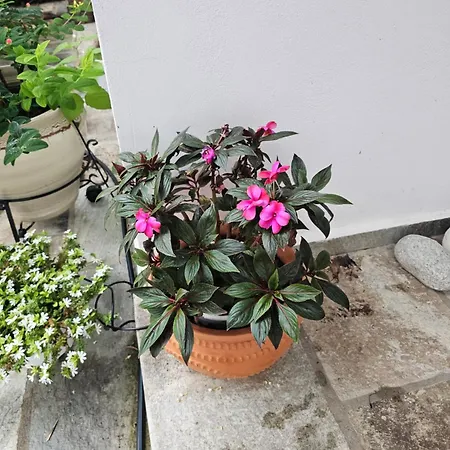 Sea View Goldins House *