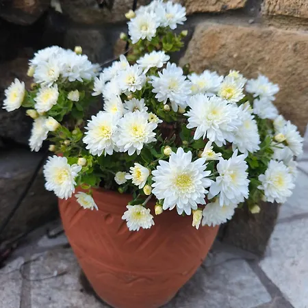 Sea View Goldins House بيت للعطل Pteleós